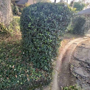 Bush Trimming by Quick Pro Cutz reviewed on August 13, 2025