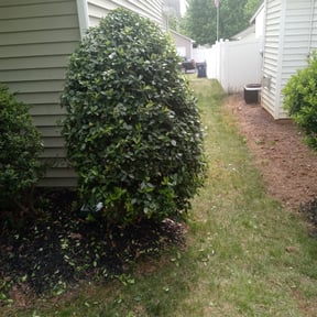 Bush Trimming by 3D Jayson Jr Grading &Lawncare reviewed on August 15, 2025