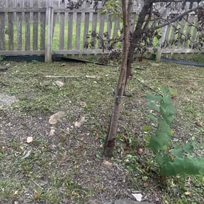 Flower Bed Weeding by Howell Lawn &amp; Landscape reviewed on November 23, 2025