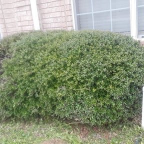 Bush Trimming by Caesar’s Premier Landscaping reviewed on August 20, 2025