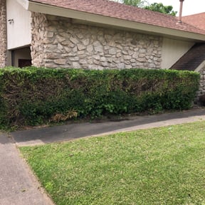 Bush Trimming by Torres Lawn Care reviewed on August 15, 2025