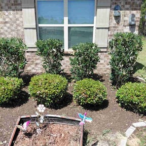 Bush Trimming by Tikitiki Garden Service reviewed on April 11, 2026