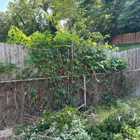 Bush Trimming by Midwest Ecoscapes reviewed on August 20, 2025