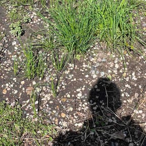 Leaf Removal by Kevin's Grass Cutting Service reviewed on June 30, 2026