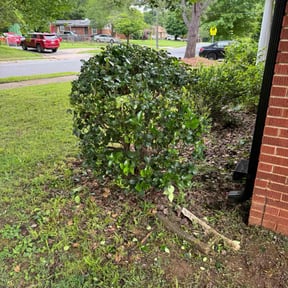 Bush Trimming by Blue Hen lawn care reviewed on August 20, 2025