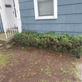 Bush Trimming by EV Great Valley Landscaping,LLC. reviewed on August 21, 2025