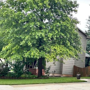 gardening service by Inspo Lawncare reviewed on April 9, 2024