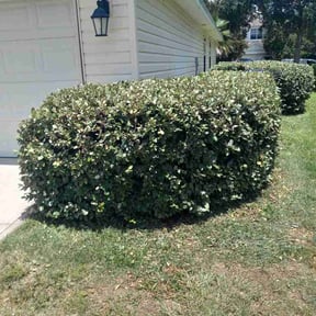 Bush Trimming by Great cut lawn care reviewed on July 12, 2026