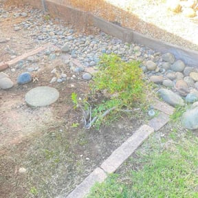 Bush Trimming by Elite Lawn Care reviewed on October 18, 2025