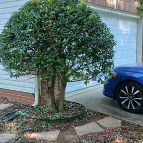 Bush Trimming by #1TLC reviewed on May 7, 2026