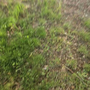 Leaf Removal by Stephen&#039;s Lawn Mowing reviewed on September 16, 2025