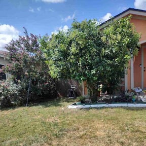 Bush Trimming by Dion Property Management reviewed on October 21, 2025