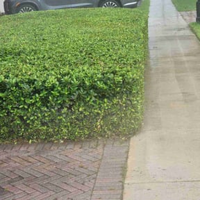Bush Trimming by Jstotalservices reviewed on August 18, 2025