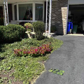 Bush Trimming by Dirty Deeds reviewed on June 23, 2021