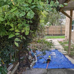 Bush Trimming by Special Clips reviewed on August 21, 2025