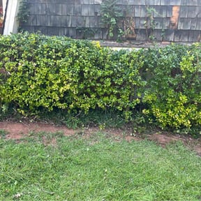 Bush Trimming by Love-o-Lawns reviewed on August 15, 2025