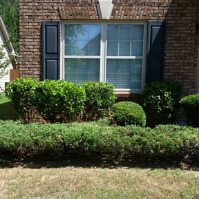 Bush Trimming by Sammy's Lawn Care reviewed on May 11, 2024