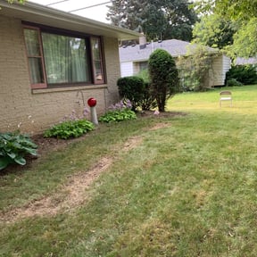 Bush Trimming by Lawns and more reviewed on August 14, 2025