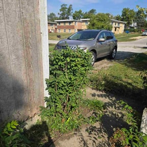 Bush Trimming by Wilson&#039;s Lawn Care reviewed on April 19, 2024