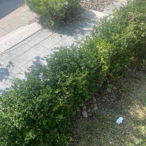 Bush Trimming by M&amp;J LAWNSERVICE reviewed on October 4, 2021