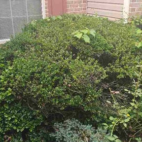 Bush Trimming by Ego reviewed on July 18, 2026