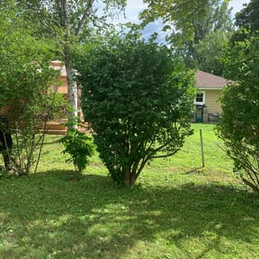 Bush Trimming by Pro Green Landscape L L C reviewed on July 11, 2025