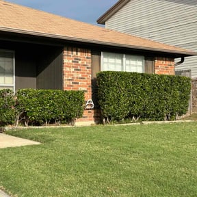 Bush Trimming by B&M Paradise services LLC reviewed on December 5, 2023