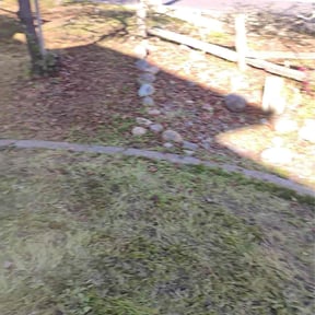 Bush Trimming by Stuff lawn maintenance llc reviewed on February 11, 2026