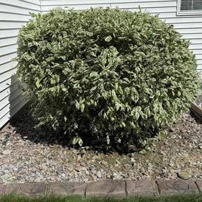 Bush Trimming by Lowcountry yard maintaince reviewed on October 24, 2025