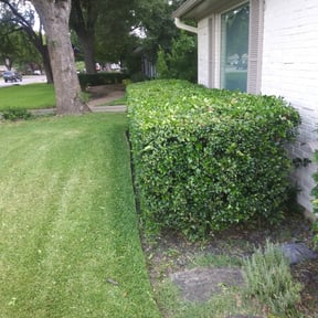 Bush Trimming by Knox Vegas Lawn Service reviewed on August 14, 2025