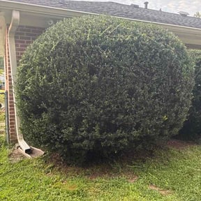Bush Trimming by Farris landscaping reviewed on September 2, 2026