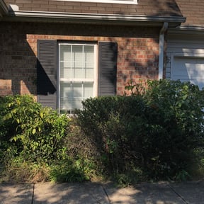 Bush Trimming by HydroPressure plus reviewed on August 21, 2025