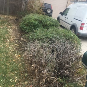 Bush Trimming by Set in stone reviewed on August 21, 2025