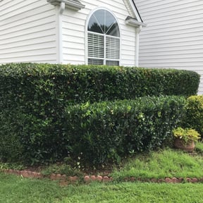 Bush Trimming by Bosley Enterprise reviewed on August 20, 2025