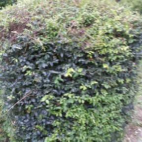 Bush Trimming by American lawn care reviewed on August 15, 2025