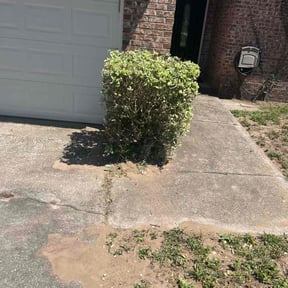 Bush Trimming by All N 1 Property Improvements reviewed on August 18, 2025