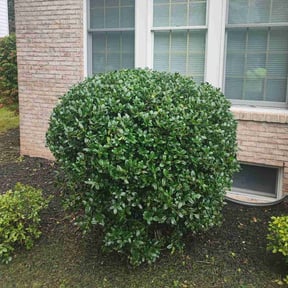 Bush Trimming by Text 2 Cut Lawn Care LLC reviewed on May 13, 2024