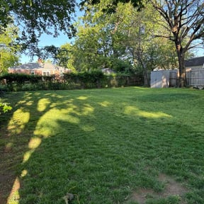 yard maintenance by Major Services reviewed on August 13, 2025