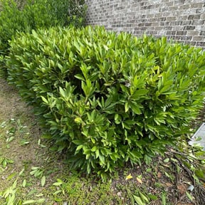 Bush Trimming by Castros reviewed on March 30, 2024