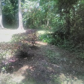 Bush Trimming by TH lawncare reviewed on August 15, 2025