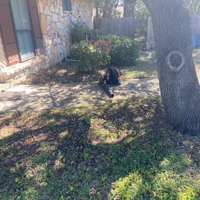 Bush Trimming by Sliced Lawn Care LLC reviewed on August 19, 2025