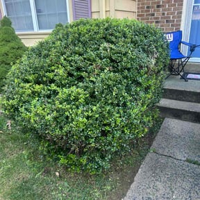 Bush Trimming by Sarmientos Landscaping reviewed on August 21, 2025
