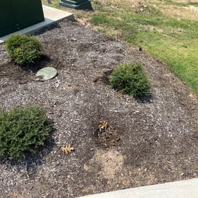 Flower Bed Weeding by Wilson’s Works reviewed on August 19, 2025