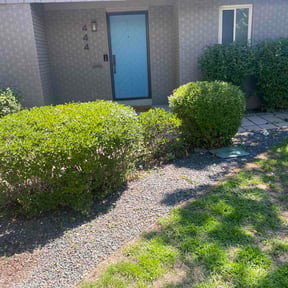 Bush Trimming by Luxury cleaning &amp; lawn reviewed on August 25, 2026