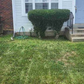 Bush Trimming by Ivan Yard Man Lawn Service reviewed on April 17, 2024