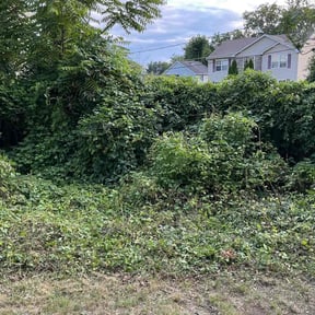 Bush Trimming by T &amp; B reviewed on August 2, 2026