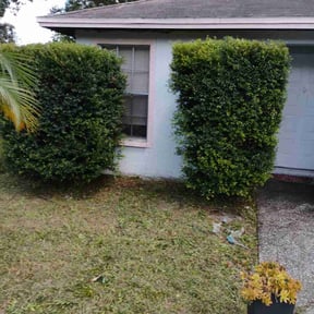 Bush Trimming by WhaleyScapes lawn services  reviewed on October 23, 2025