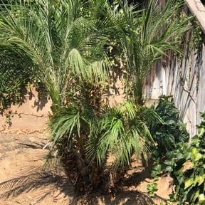 Bush Trimming by D &amp; L Property Management reviewed on August 16, 2025