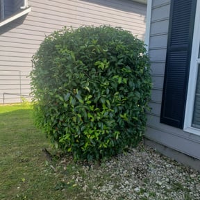 Bush Trimming by Williamson's Lawn Care and Service reviewed on August 19, 2025
