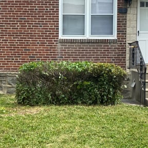 Bush Trimming by Clouds lawncare reviewed on August 15, 2025